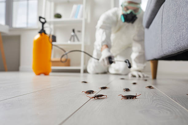 Post-Treatment Bed Bug Interceptor Monitoring in Chillicothe